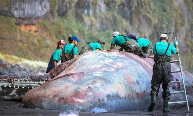 熊导航报道：抹香鲸尸体中被发现9.5公斤龙涎香，价值390万元